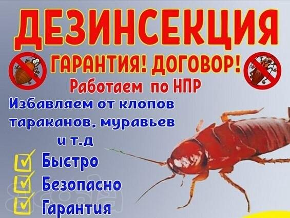 Уничтожение клопов, тараканов, грызунов, запахов в Норильске